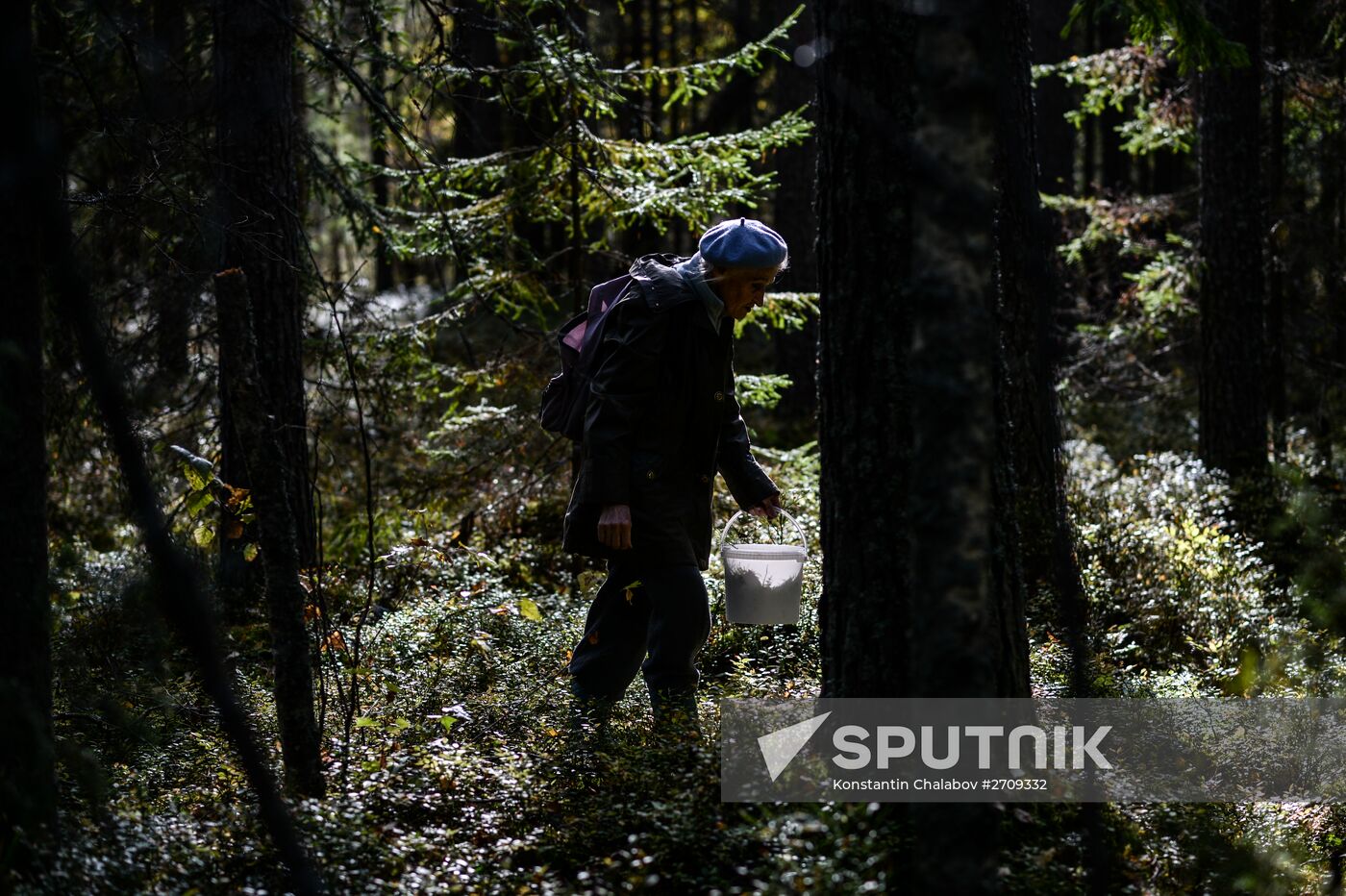 Picking mushrooms in Russia's Novgorod Region