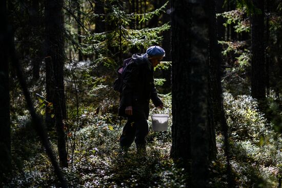 Picking mushrooms in Russia's Novgorod Region