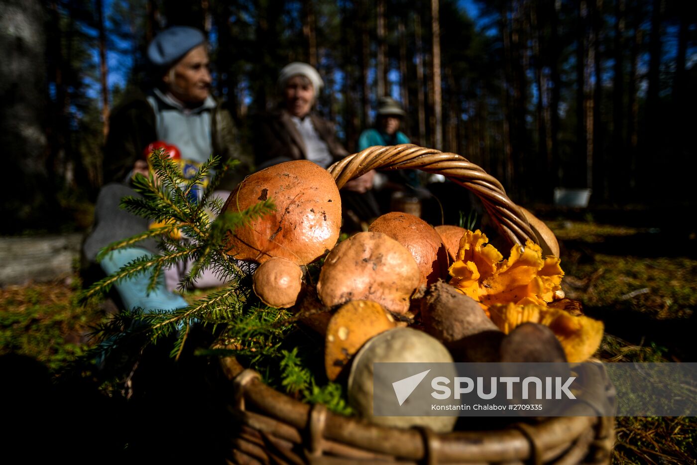 Picking mushrooms in Russia's Novgorod Region