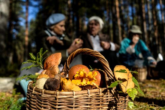 Picking mushrooms in Russia's Novgorod Region