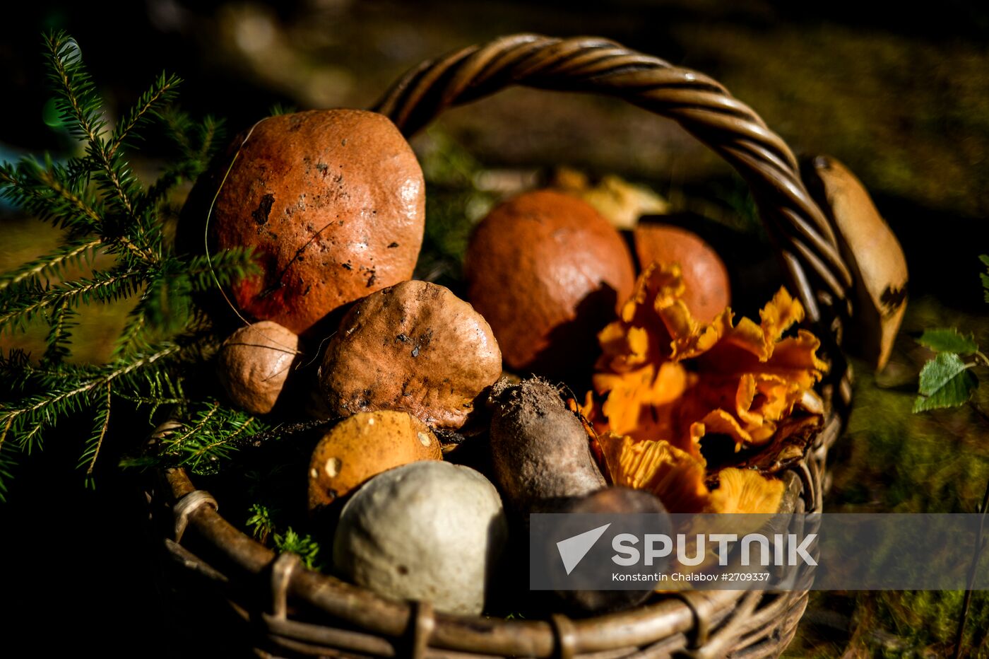 Picking mushrooms in Russia's Novgorod Region