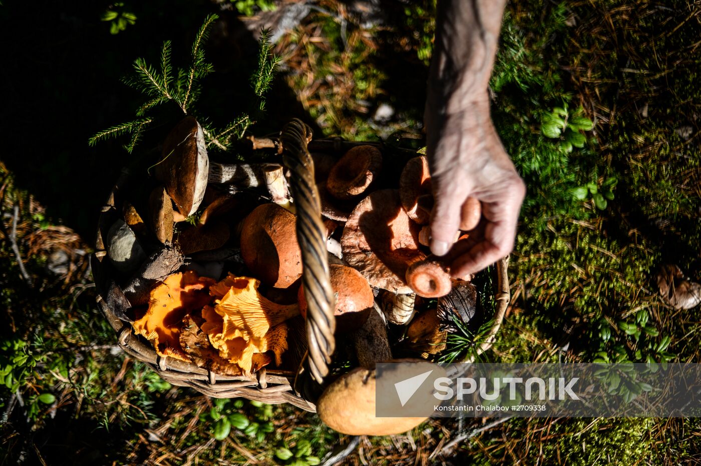 Picking mushrooms in Russia's Novgorod Region