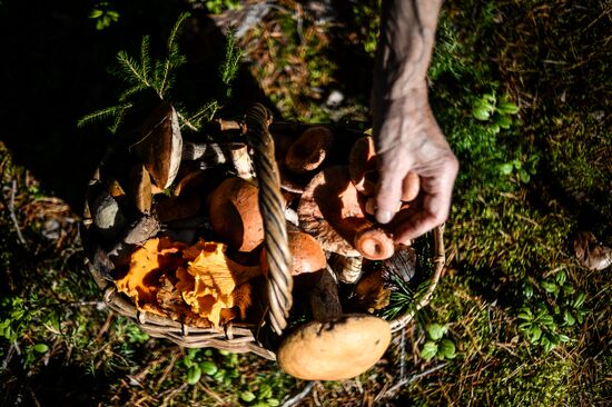 Picking mushrooms in Russia's Novgorod Region