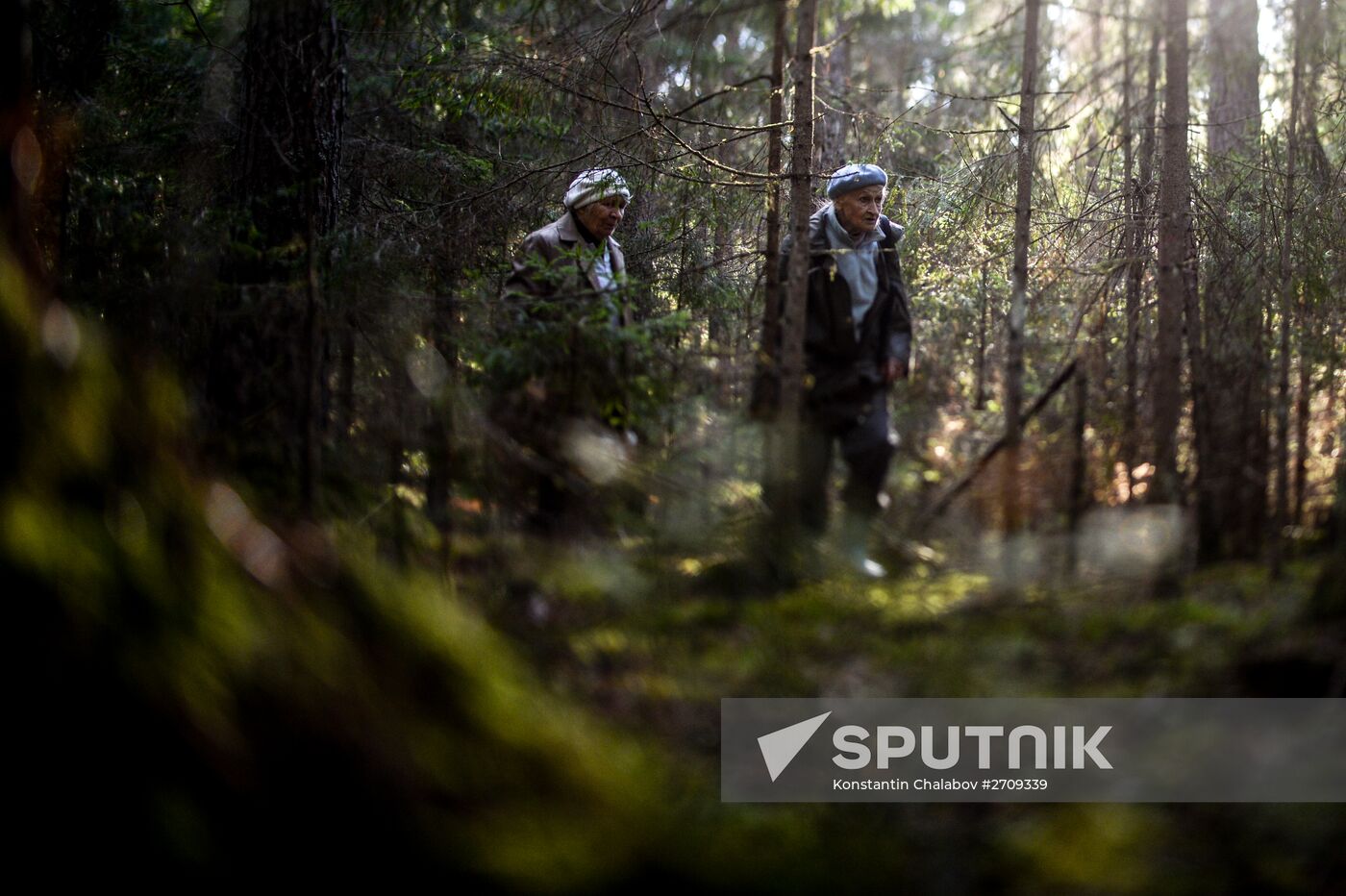 Picking mushrooms in Russia's Novgorod Region