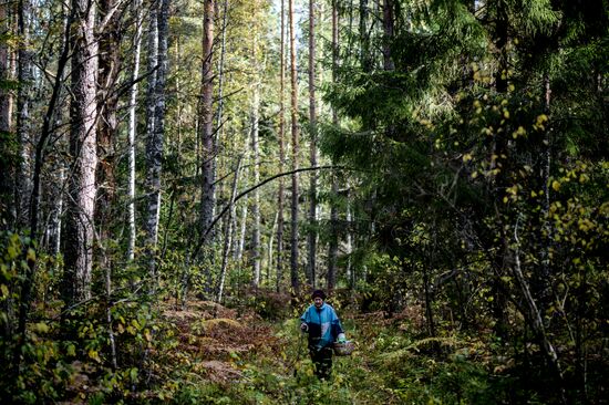 Picking mushrooms in Russia's Novgorod Region