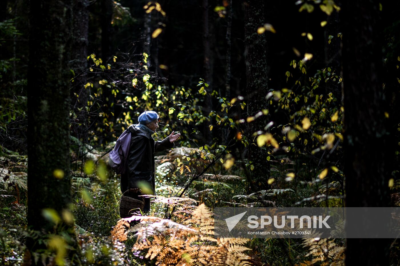 Picking mushrooms in Russia's Novgorod Region