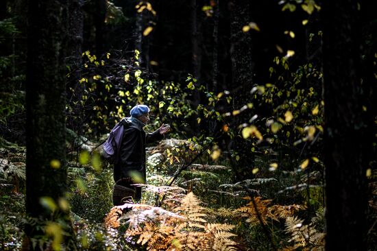 Picking mushrooms in Russia's Novgorod Region
