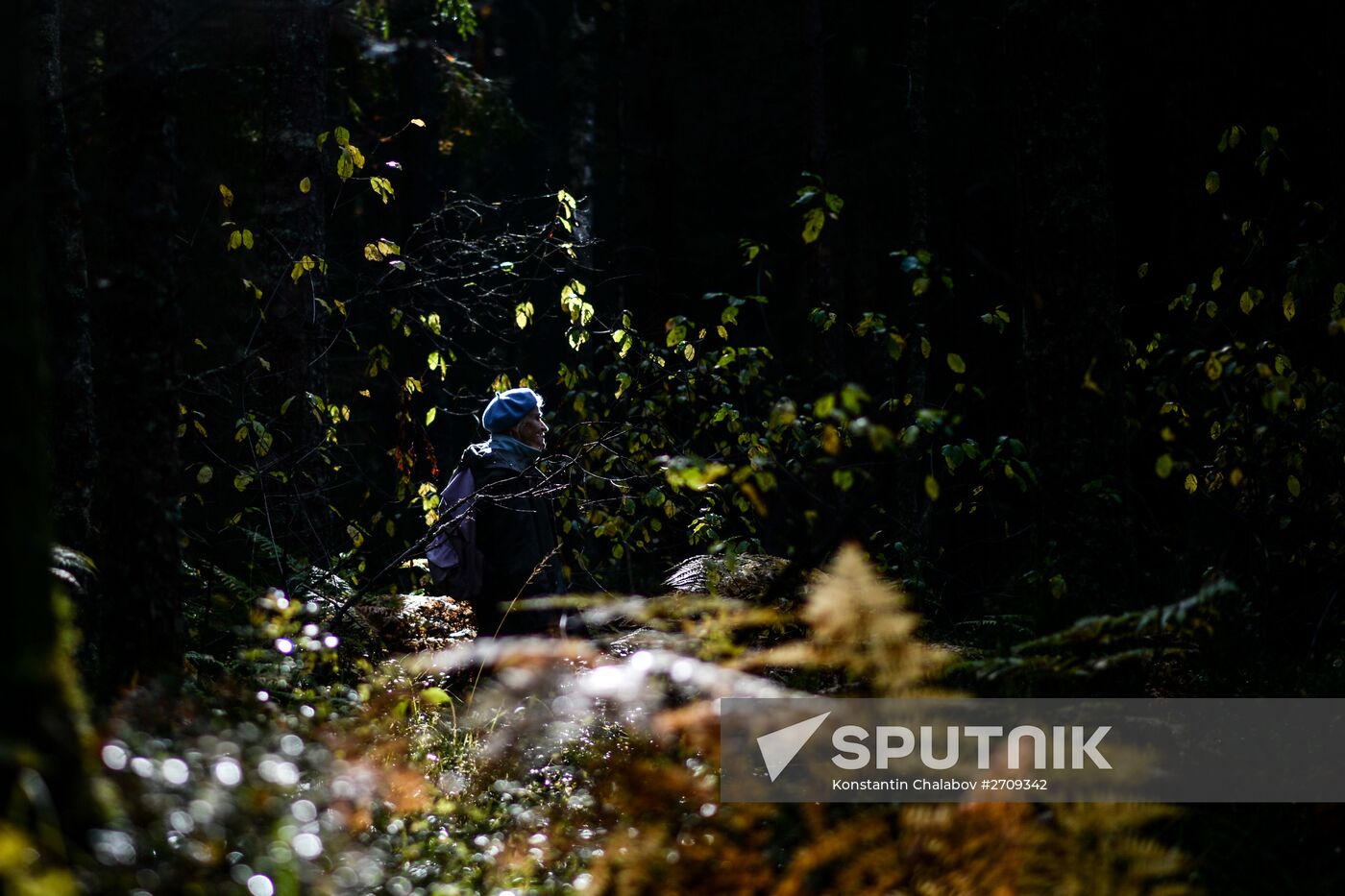 Picking mushrooms in Russia's Novgorod Region