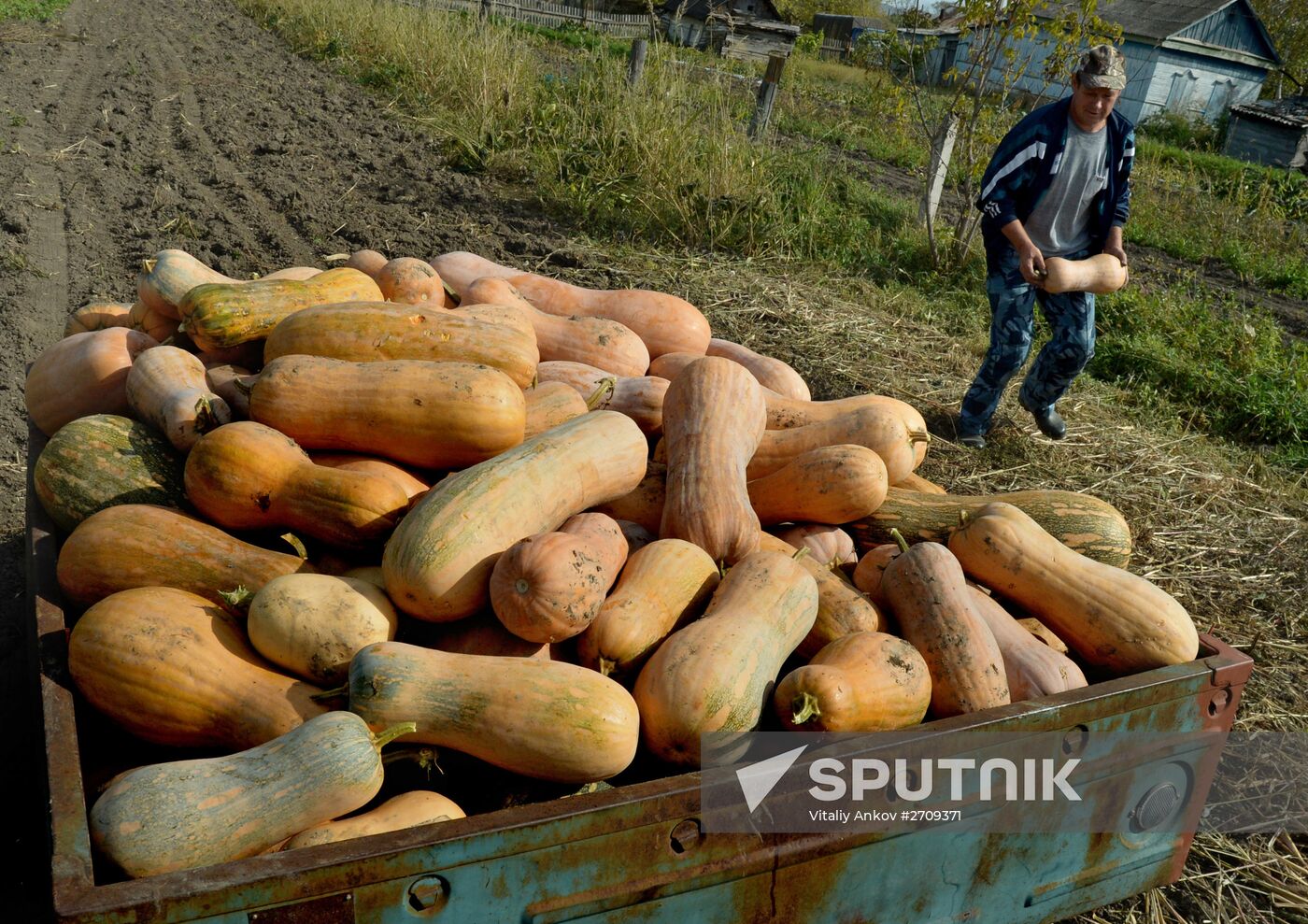 Vegetables harvested in Primorye region