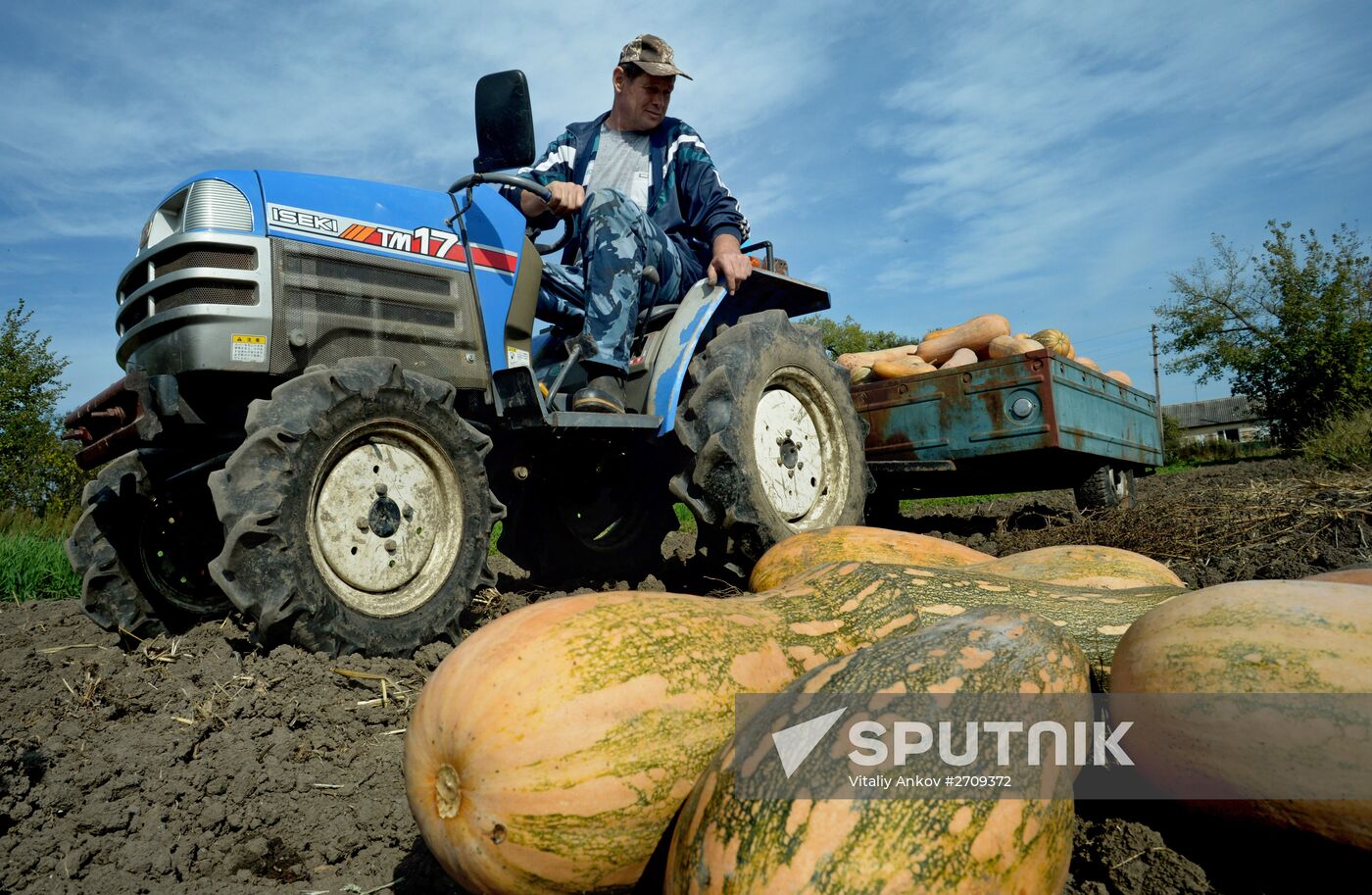 Vegetables harvested in Primorye region