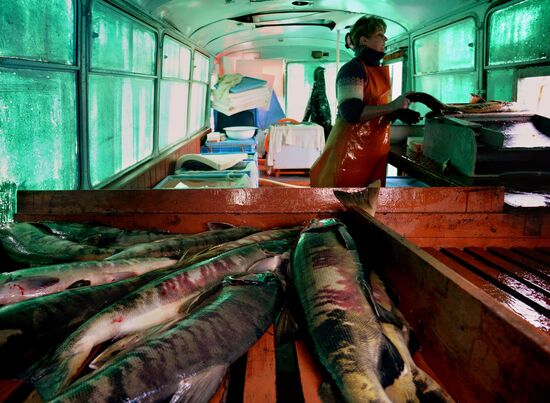 Barabashevsky salmon farm