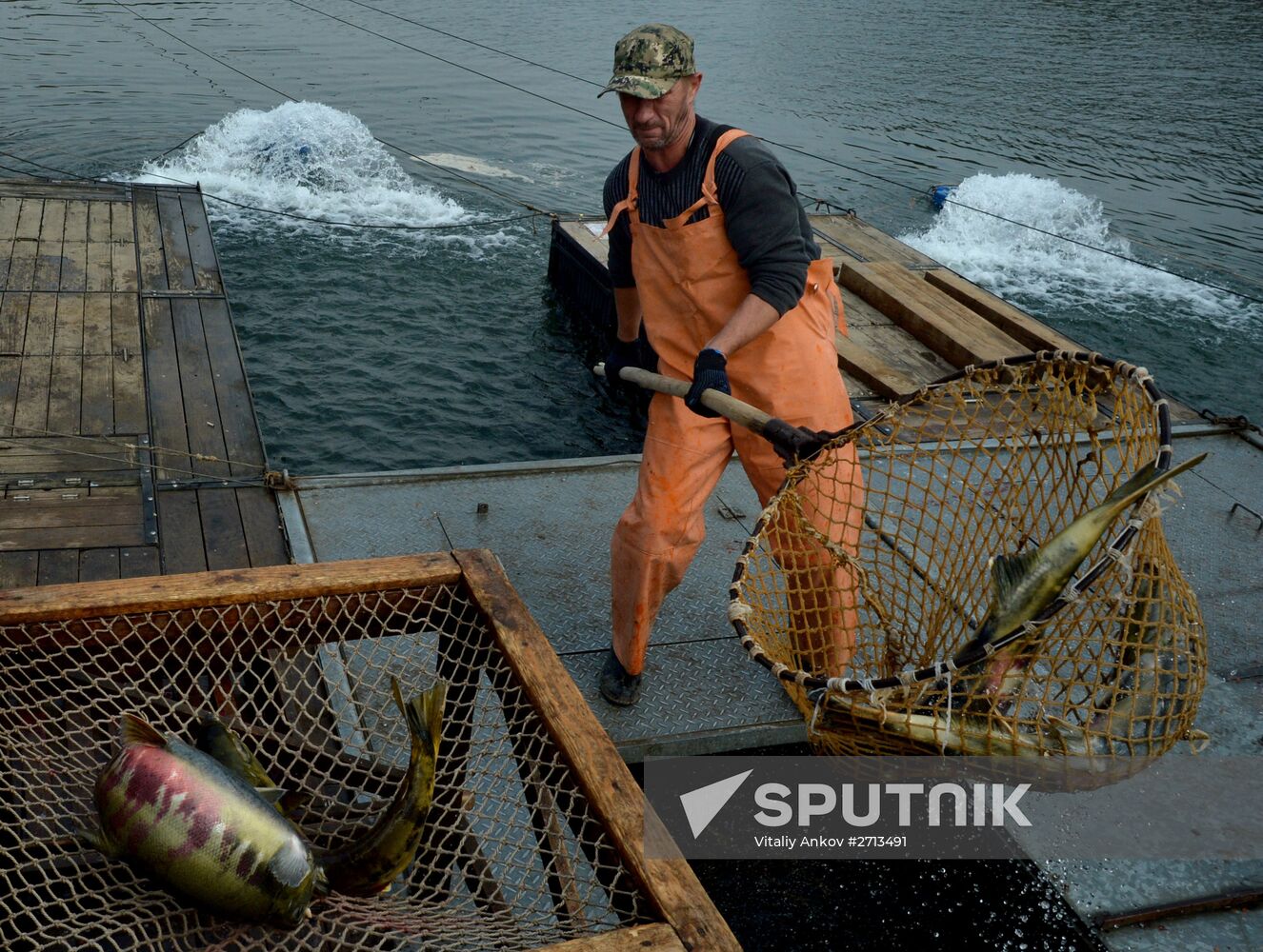 Barabashevsky salmon farm