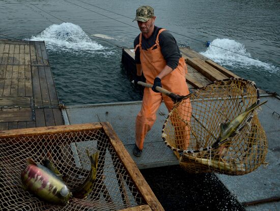 Barabashevsky salmon farm