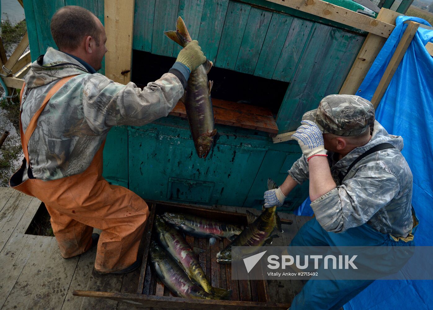 Barabashevsky salmon farm