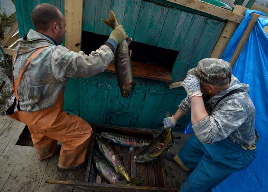 Barabashevsky salmon farm