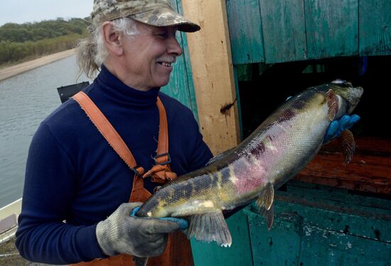 Barabashevsky salmon farm