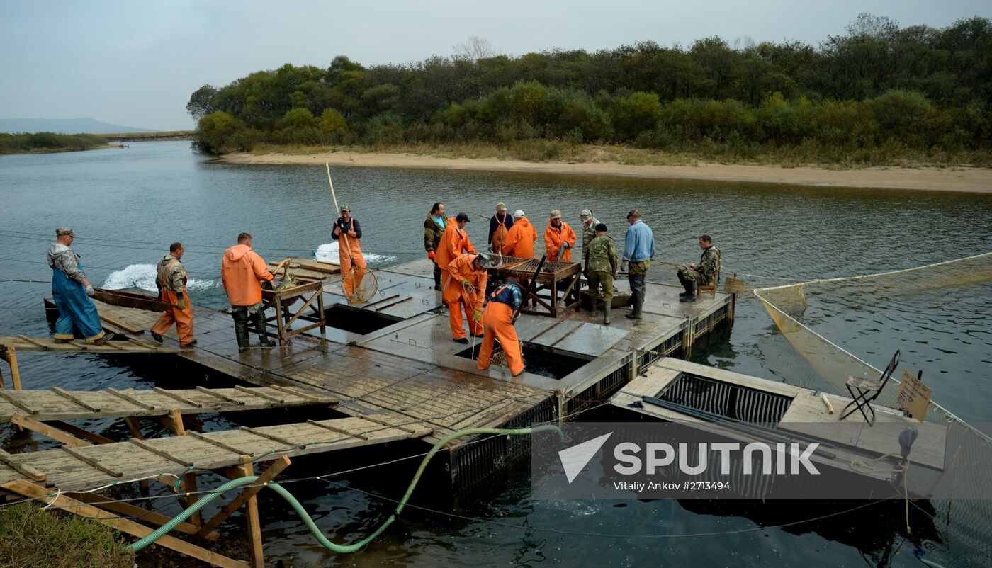 Barabashevsky salmon farm