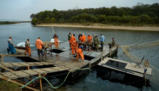 Barabashevsky salmon farm