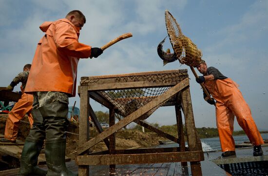 Barabashevsky salmon farm