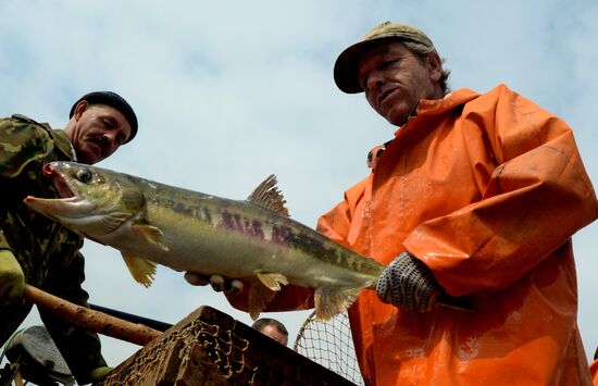 Barabashevsky salmon farm