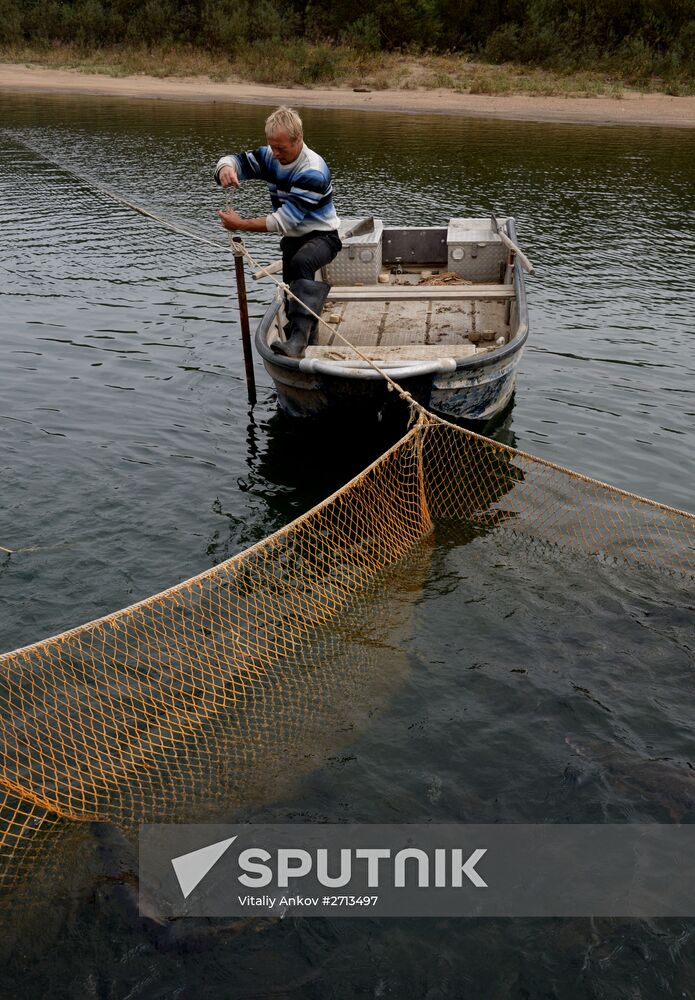 Barabashevsky salmon farm