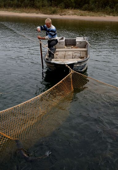 Barabashevsky salmon farm
