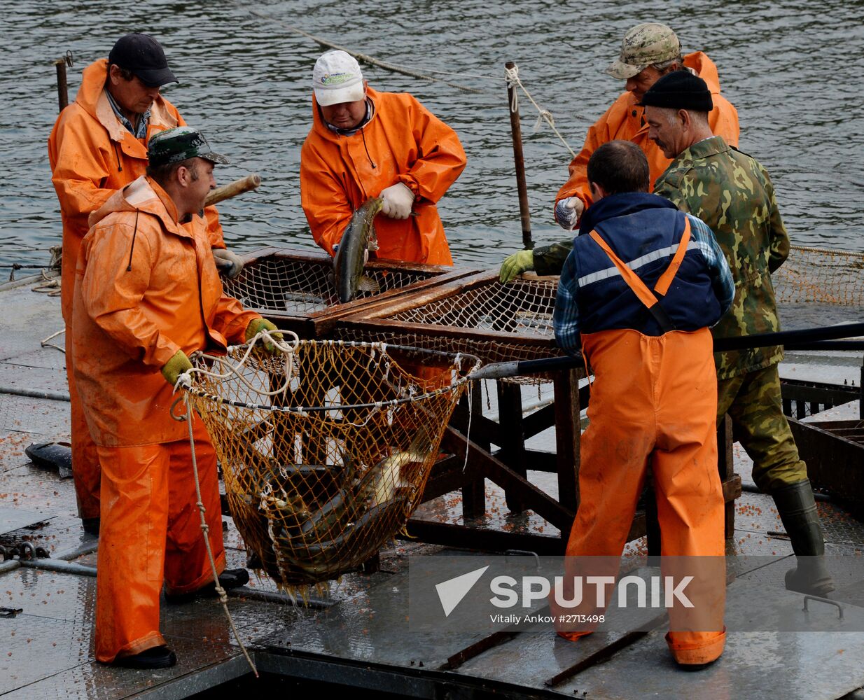 Barabashevsky salmon farm