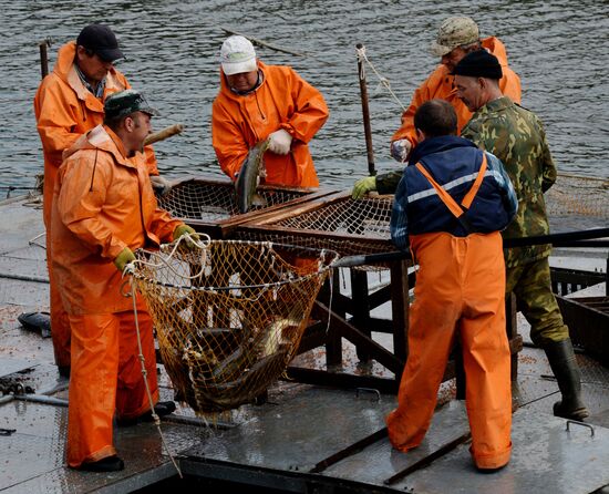 Barabashevsky salmon farm