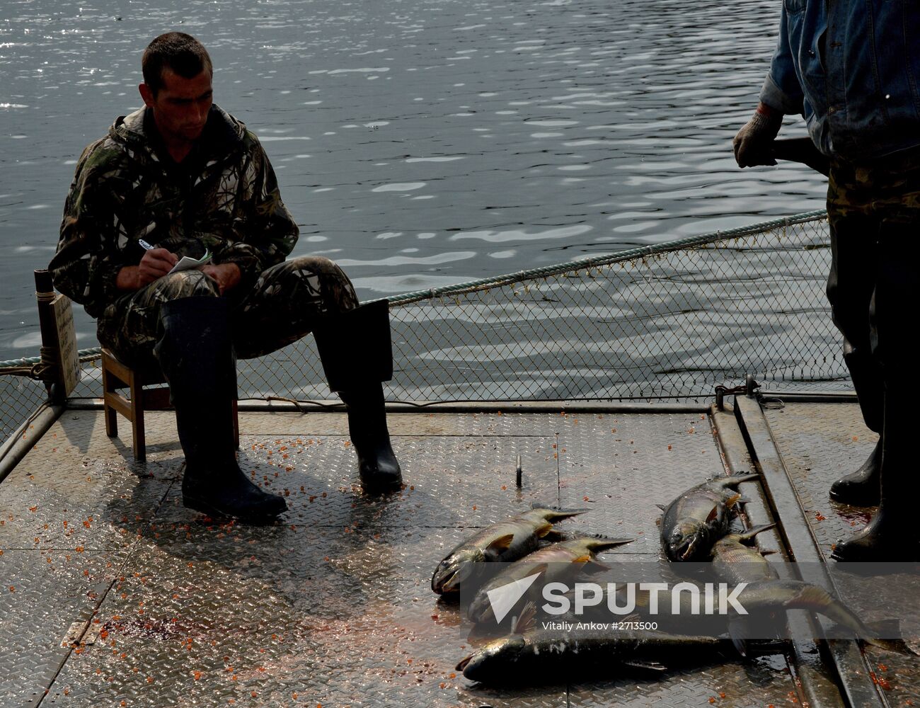 Barabashevsky salmon farm