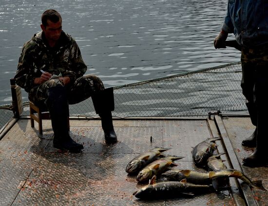 Barabashevsky salmon farm