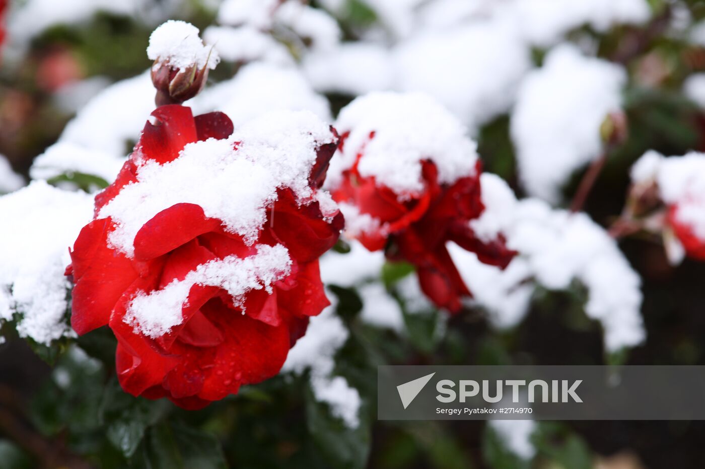 Snowfall in Moscow