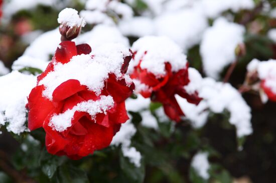 Snowfall in Moscow