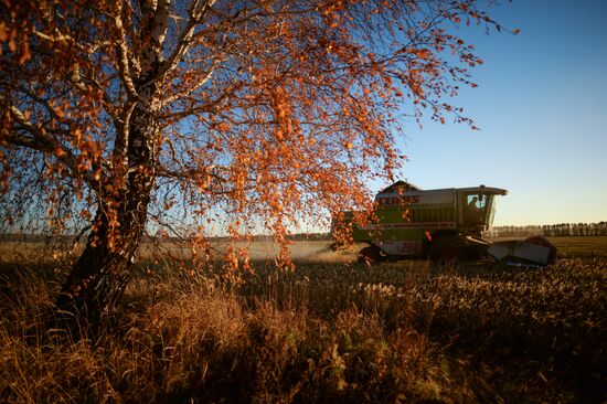 Grain harvesting in Novosibirsk Region