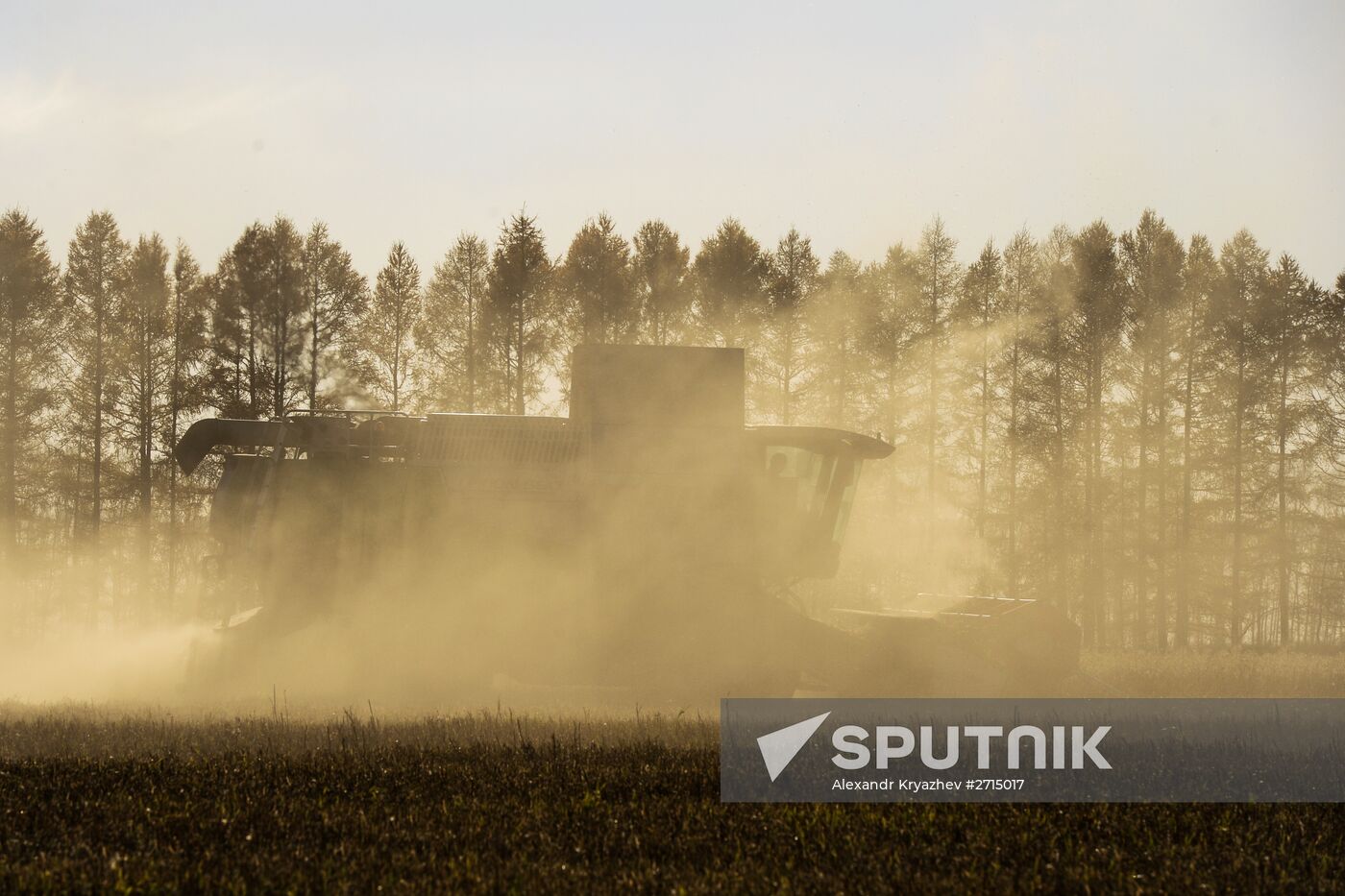 Grain harvesting in Novosibirsk Region