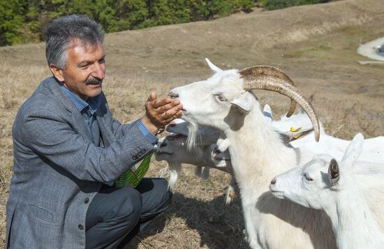 Alfa farm in Belgorod Region