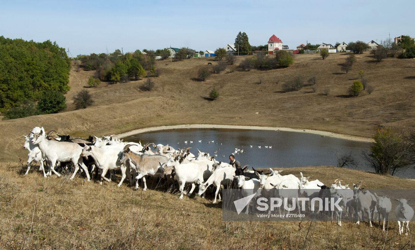 Alfa farm in Belgorod Region