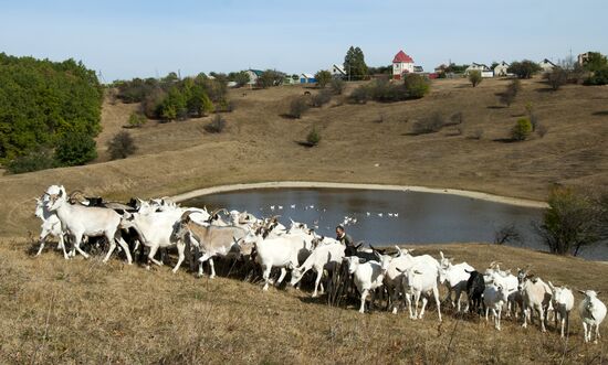 Alfa farm in Belgorod Region