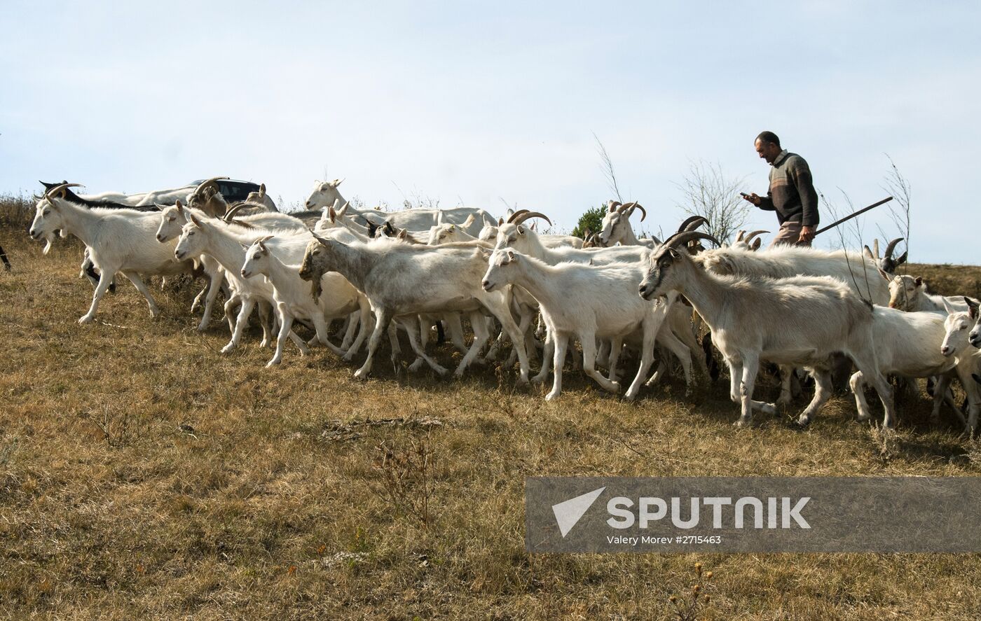 Alfa farm in Belgorod Region