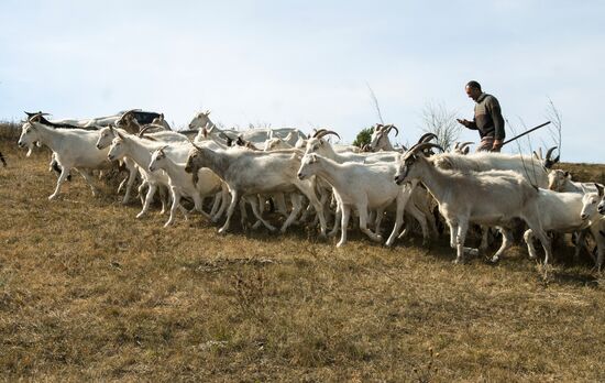 Alfa farm in Belgorod Region