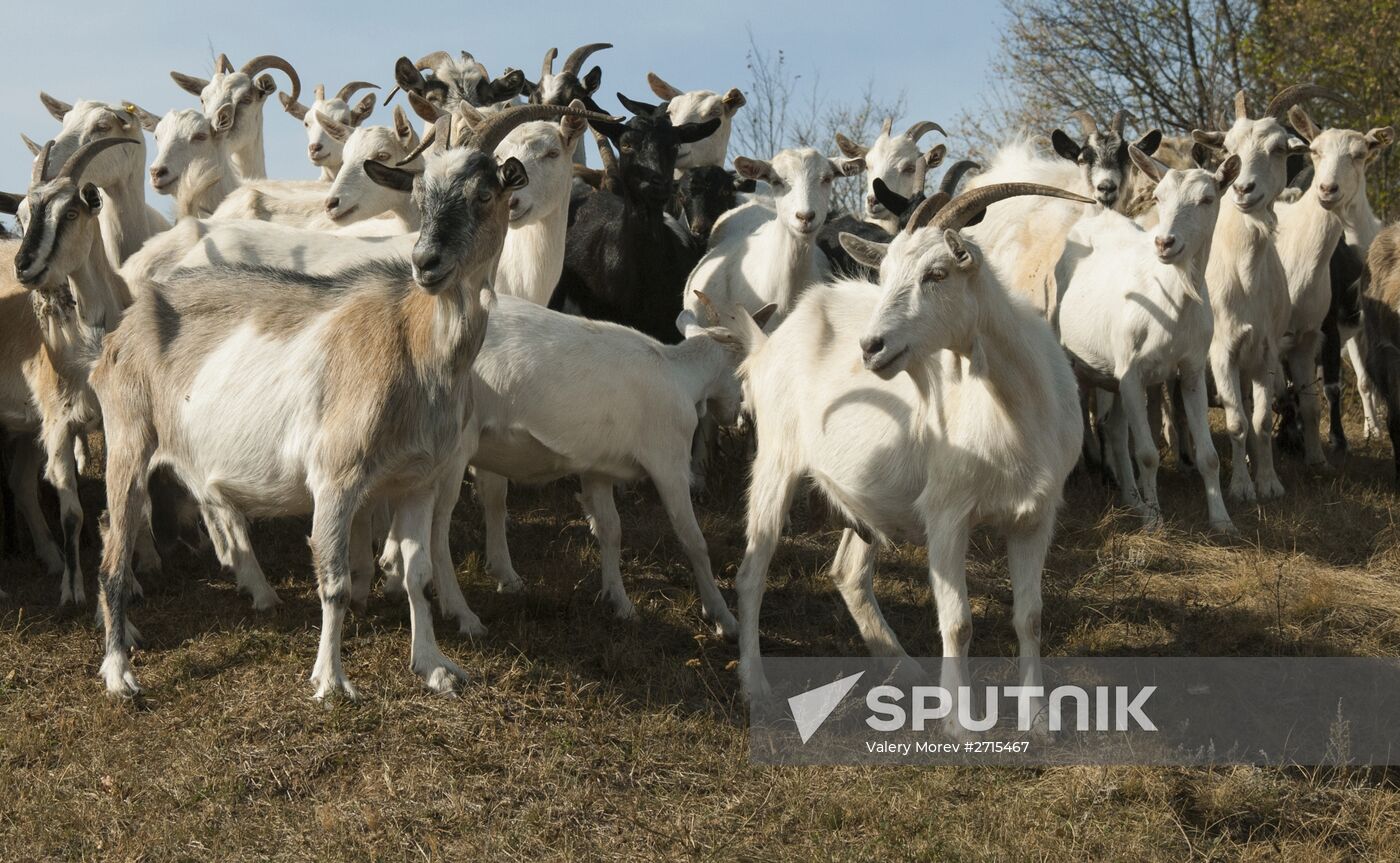 Alfa farm in Belgorod Region