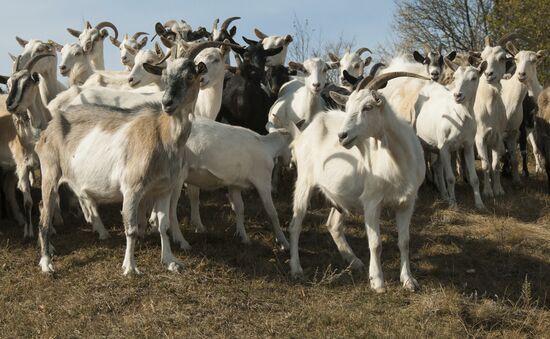 Alfa farm in Belgorod Region