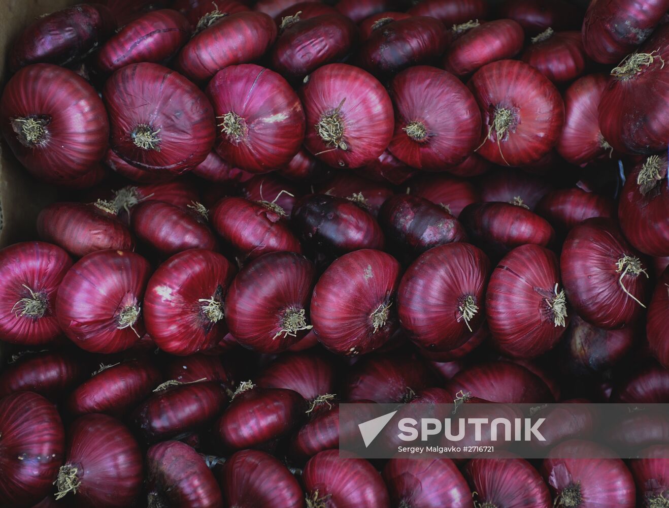 Yalta onion festival in Crimea