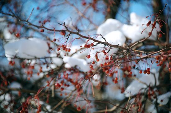 Snow in Chita