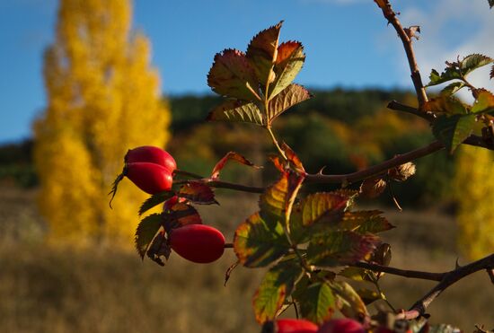 Fall in Crimea