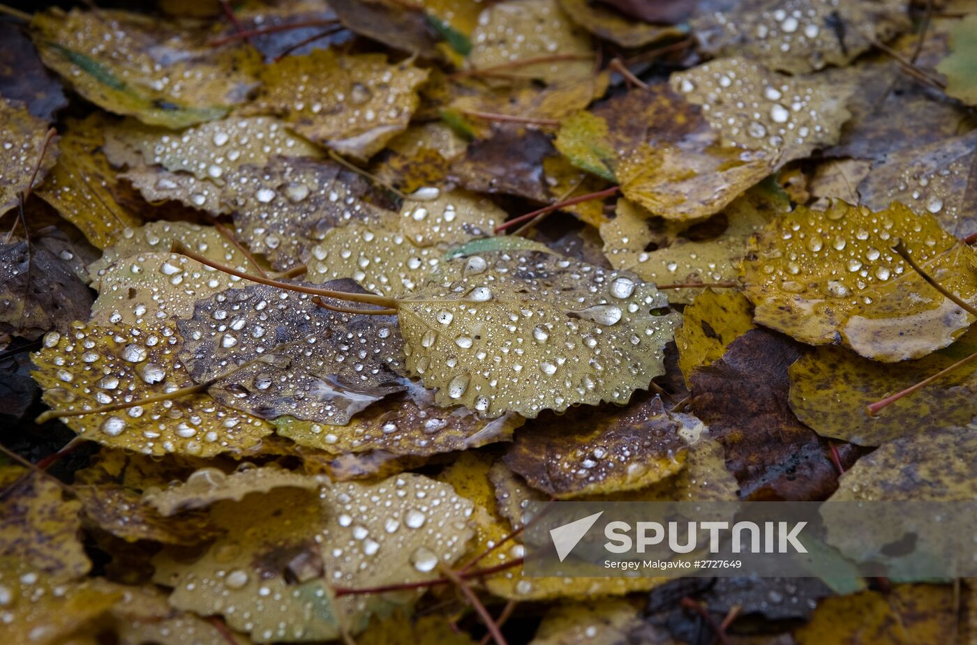 Fall in Crimea