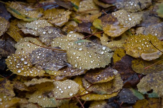 Fall in Crimea