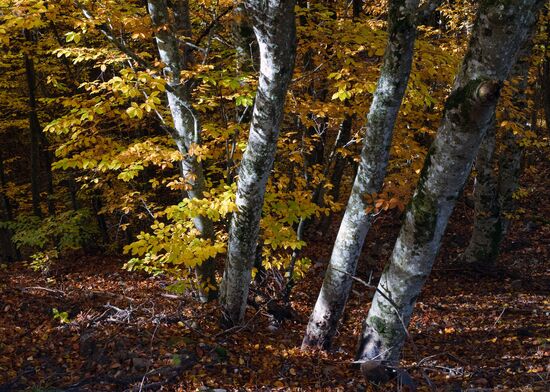 Fall in Crimea