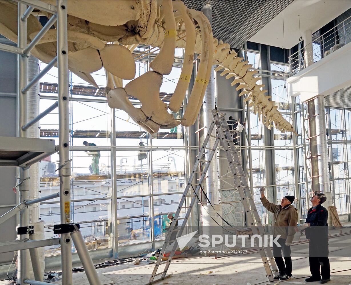 Kaliningrad museum workers install cachalot skeleton