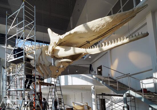 Kaliningrad museum workers install cachalot skeleton