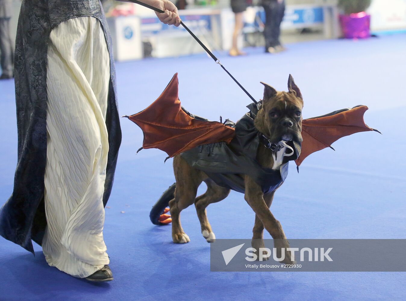 International dog show "Russia - 2015"